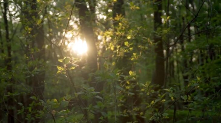 ویدیو استوک جنگل و نور خورشید Stock Video