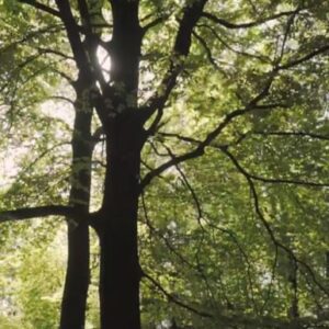ویدیو استوک درختان جنگل Stock Videos
