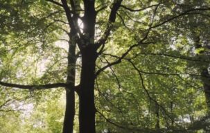 ویدیو استوک درختان جنگل Stock Videos