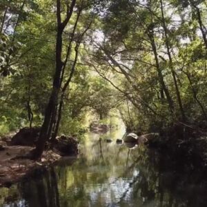 ویدیو استوک جنگل و نور خورشید Stock Videos