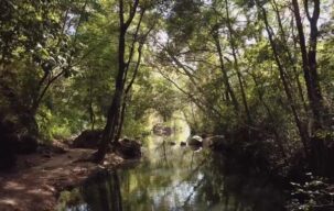 ویدیو استوک جنگل و نور خورشید Stock Videos