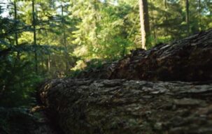 ویدیو استوک روز آفتابی در جنگل Stock Videos