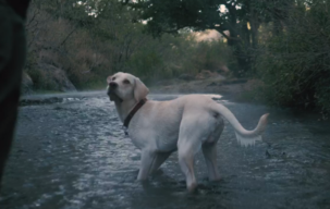 ویدیو استوک سگ در دریاچه Stock Videos
