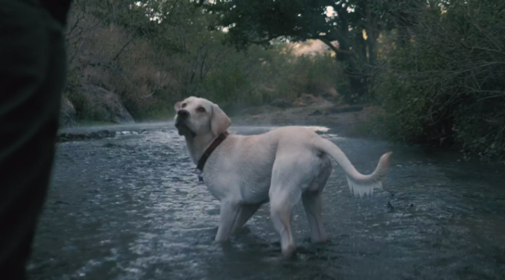 ویدیو استوک سگ در دریاچه Stock Videos