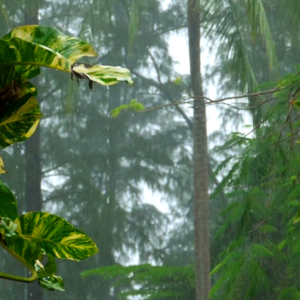 ویدیو استوک باران در جنگل Stock Videos